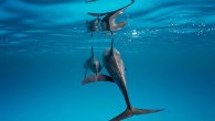 گالری عکس: تصاویر شگفت‌انگیز از دنیای زیر آب و طبیعت زیبا