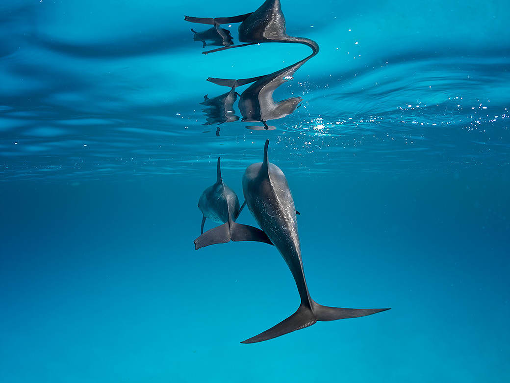 گالری عکس: تصاویر شگفت‌انگیز از دنیای زیر آب و طبیعت زیبا