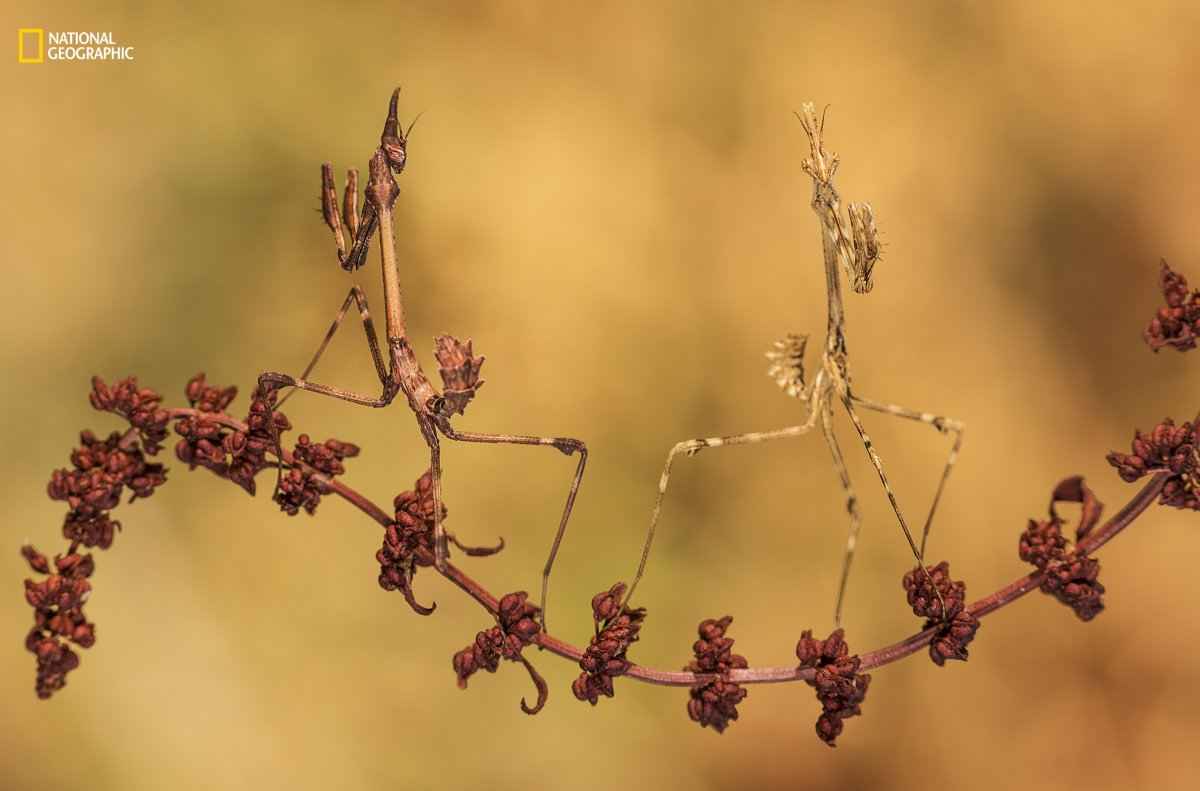 گالری عکس: بهترین‌‌ عکس‌های طبیعت نشنال‌جئوگرافیک در سال ۲۰۱۶