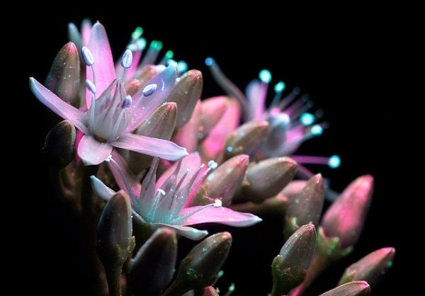 گالری عکس: زیبایی گل‌ها را زیر تابش ماورای بنفش ببینید