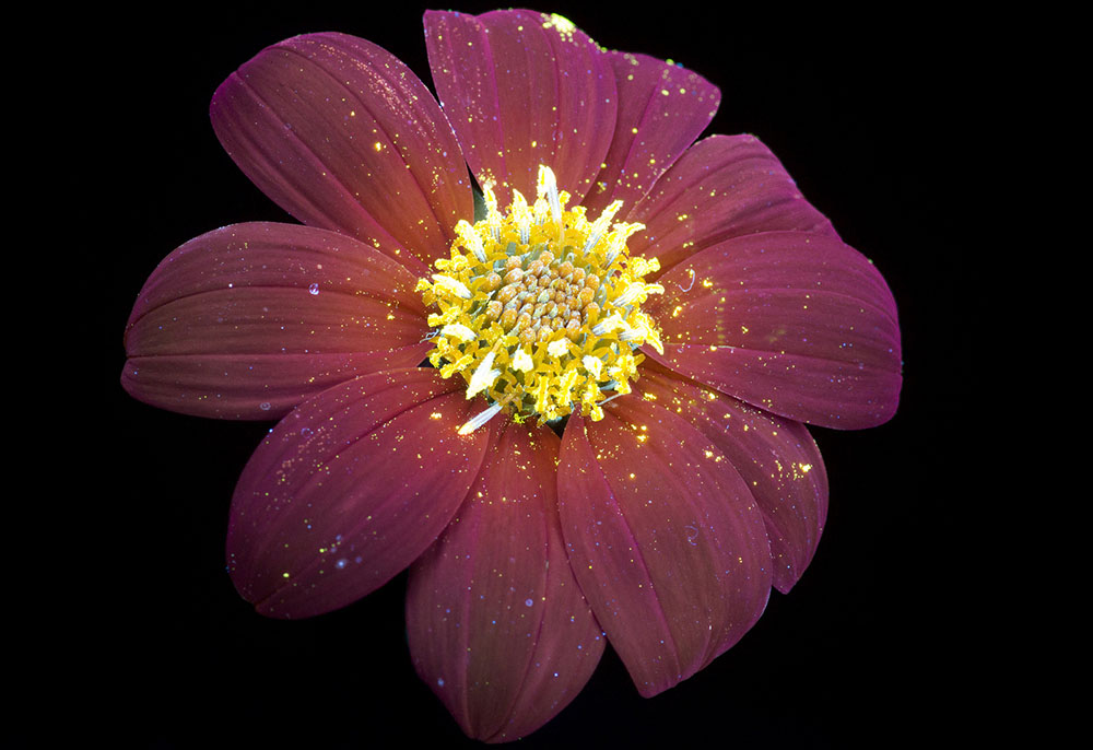 گالری عکس: زیبایی گل‌ها را زیر تابش ماورای بنفش ببینید