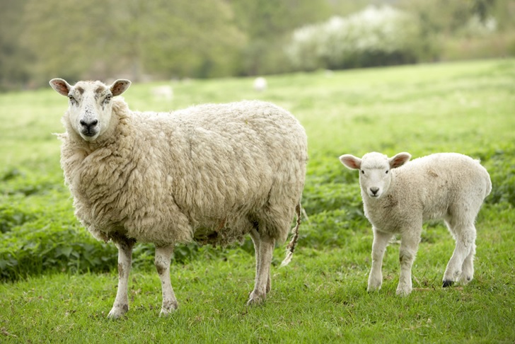 هوش مصنوعی از روی چهره گوسفندان زمان درد کشیدن آن‌ها را تشخیص می‌دهد
