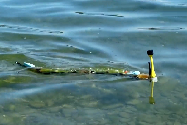 ویدیو: ربات مارماهی در جست و جوی آب‌های آلوده