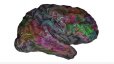 مدل سه‌بعدی از مغز که نشان می‌دهد ما چگونه زبان‌ها را درک می‌کنیم