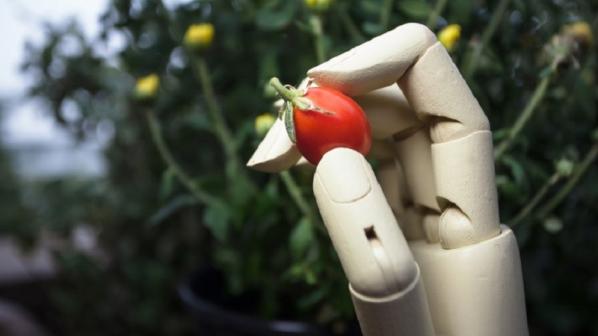 آیا یادگیری ماشین می‌تواند به خوشمزه‌تر شدن میوه‌ها و سبزیجات کمک کند؟