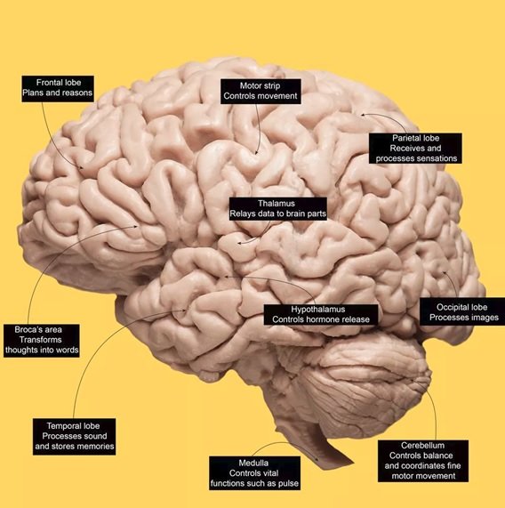 اولین تست اتصال اینترنت به مغز انسان