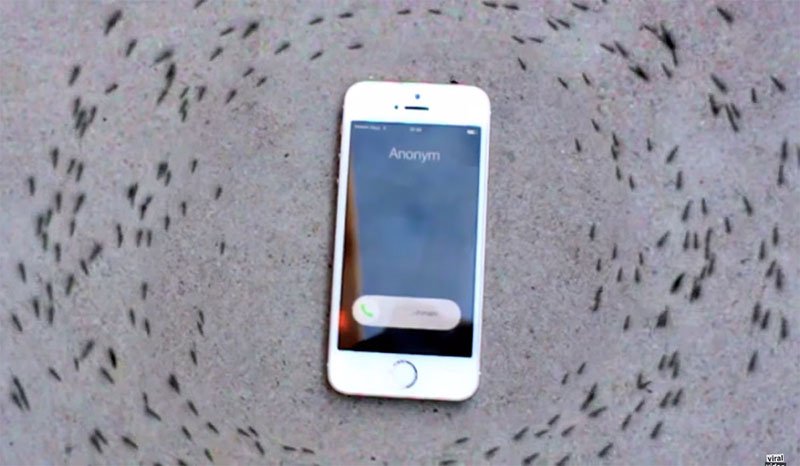 ویدیو: تاثیر تعجببرانگیز امواج زنگ آیفون روی مورچهها