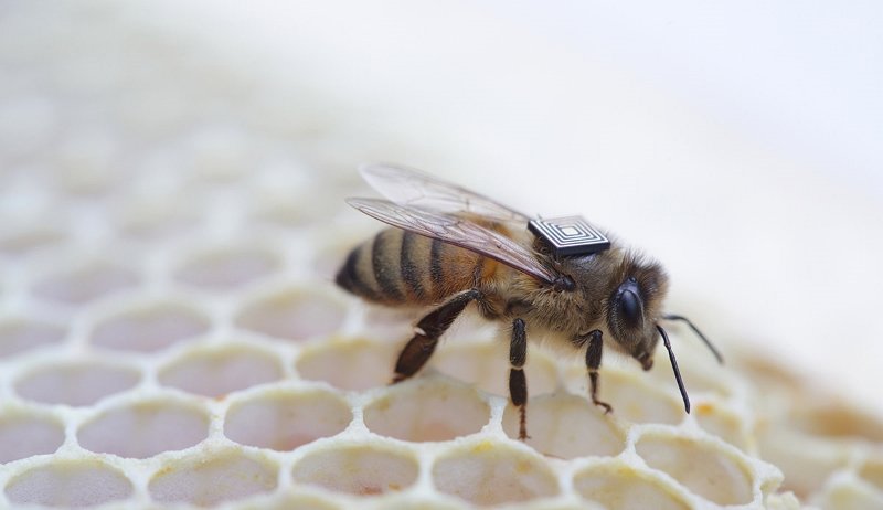 اینتل چگونه جان زنبورهای عسل را نجات می‌دهد؟