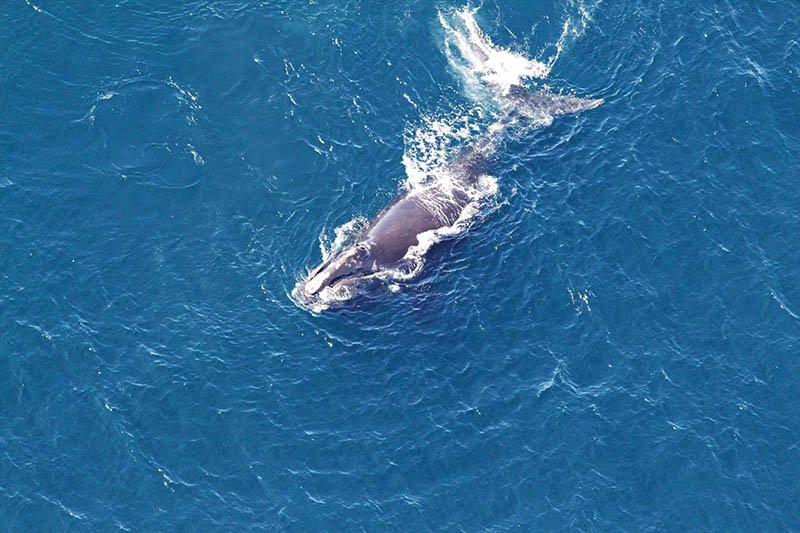 نجات نهنگ‌ها با بینایی کامپیوتری و پردازش تصویر