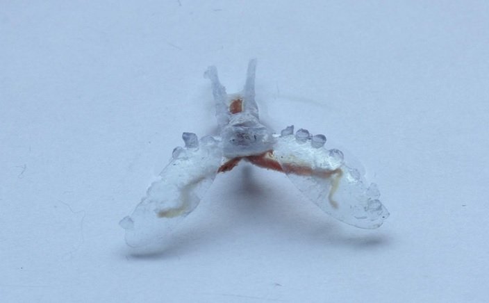 ماهیچه‌های حلزون دریایی به روبات‌ها جان می‌بخشند