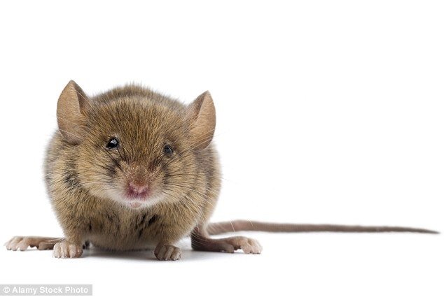 تحقق تدریجی رویای دستکاری ذهن