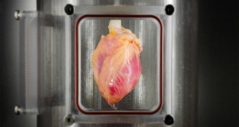 رشد یک قلب تپنده با سلول‌های بنیادی امکان‌پذیر شد
