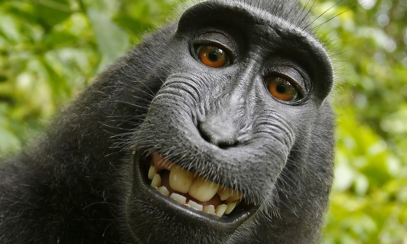 خویش‌انداز (سلفی) پردردسر یک میمون