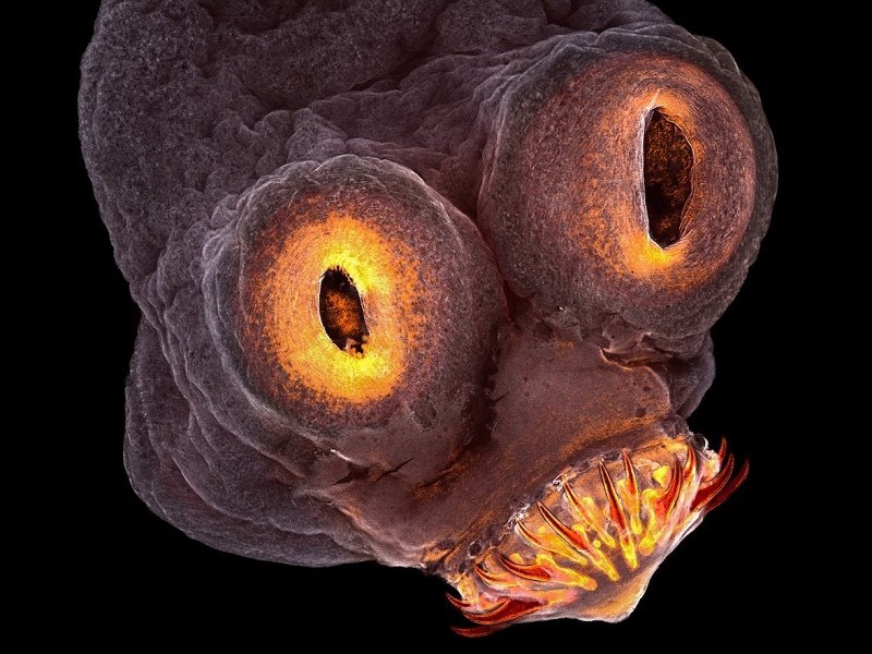 با دیدن این عکس‌های عجیب میکروسکوپی با جهانی شگفت‌انگیز آشنا شوید