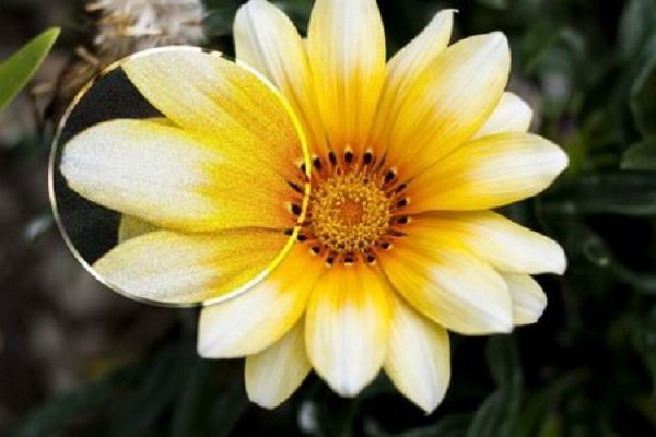 چگونه هر بار عکسهایی شفاف و بدون نویز بگیریم