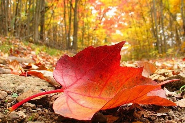 تجربه یک زندگی آفلاین پاییزی