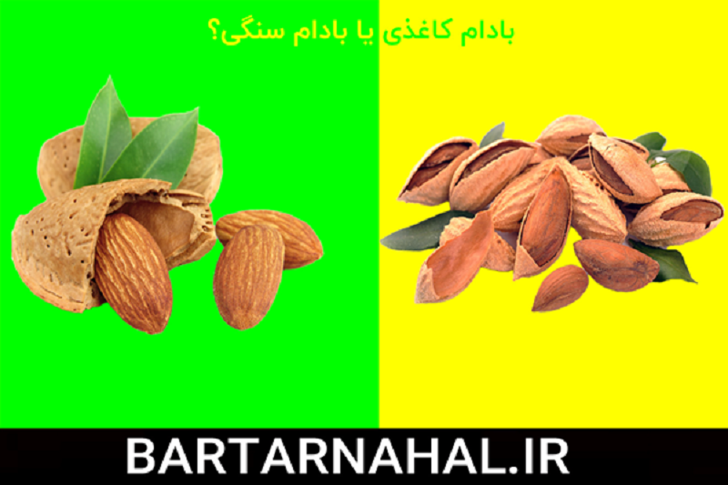 نهال بادام کاغذی برای احداث باغ بهتر است یا نهال بادام سنگی