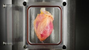 رشد یک قلب تپنده با سلول‌های بنیادی امکان‌پذیر شد