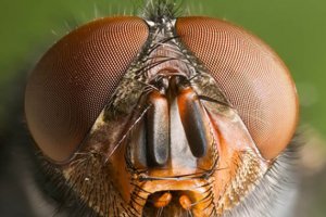 الگوبرداری نسل بعدی ربات‌ها از چشم حشرات
