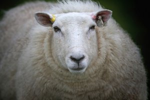 اینترنت گوسفندان!